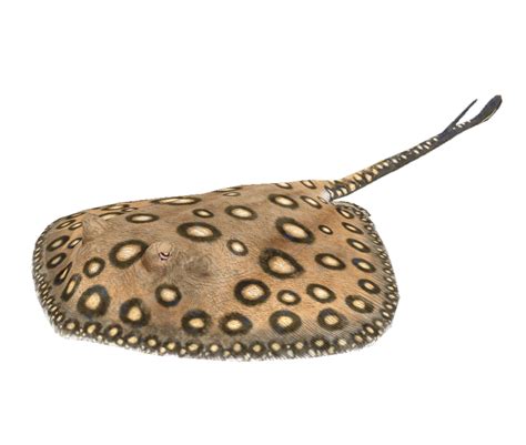 The stingray is closely related to various species of sharks. River Stingray - Official Green Hell Wiki