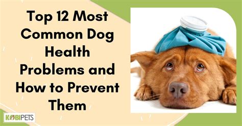 Top 12 Most Common Dog Health Problems And How To Prevent Them Kobi Pets