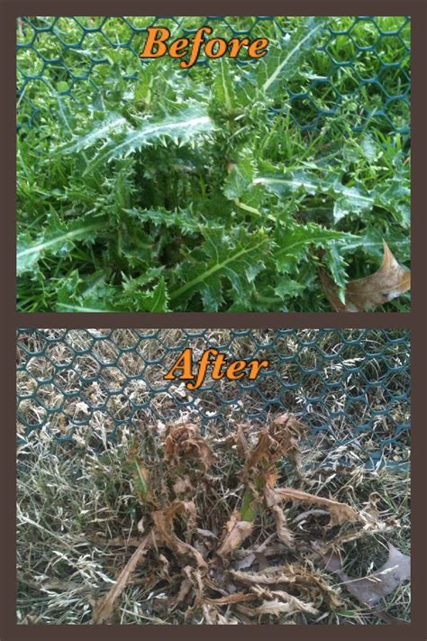 Not only is this diy weed killer all natural and inexpensive to make, but it will also save you a ton of time when it comes to gardening. Pin on DIY