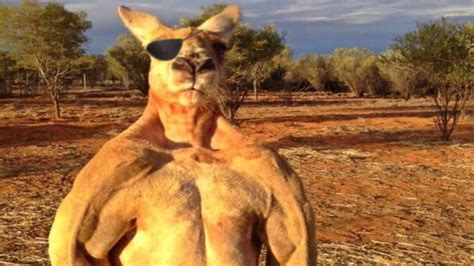 The Big Roo Youtube