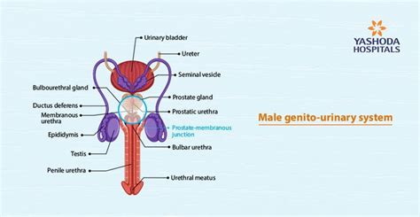 Male Urethral Stricture The Disease Is As Old As Humanity Yashoda