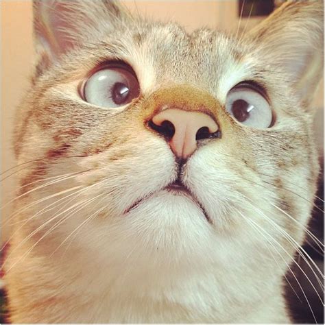 a close up of a cat s face with an odd look on its face