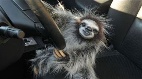 Funny Sloth
