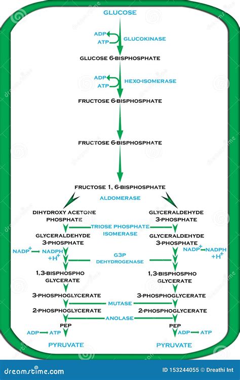 Cycle Of Glycolysis In Plants Stock Illustration Illustration Of
