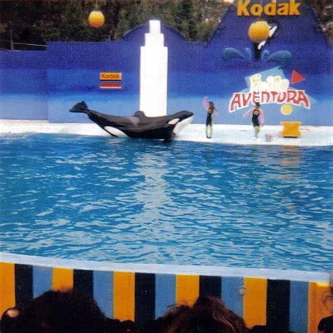 así fue el traslado ilegal a méxico de keiko la orca que detuvo el viaducto de la cdmx y se