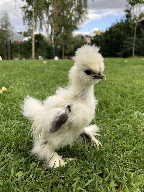 Pin On Silkie Chickens