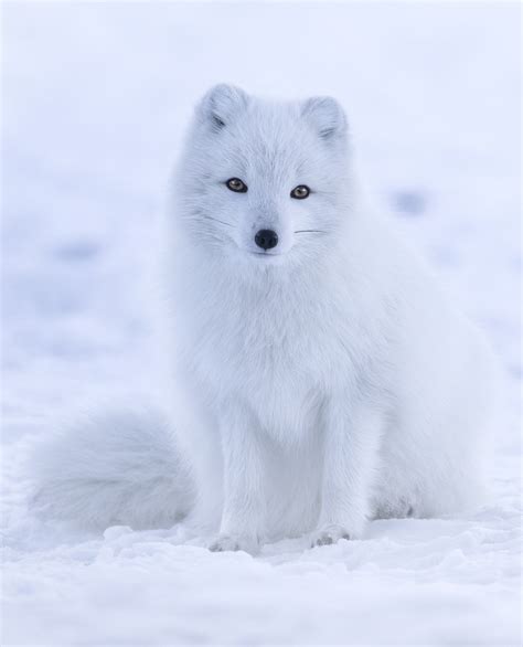 Volpe Artica Arctic Fox Abcdefwiki