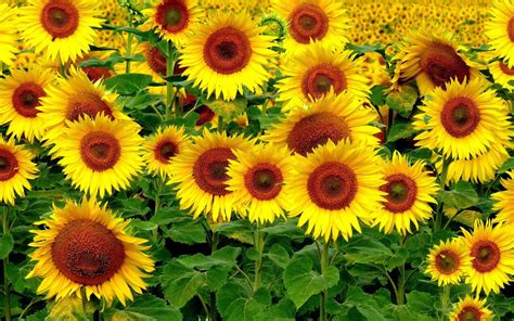 Sunflower Beautiful Yellow Flowers 4k Ultra Hd Wallpapers For Desktop