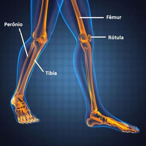 Ossos Da Perna Anatomia Do Fêmur Tíbia Fíbula E Rótula