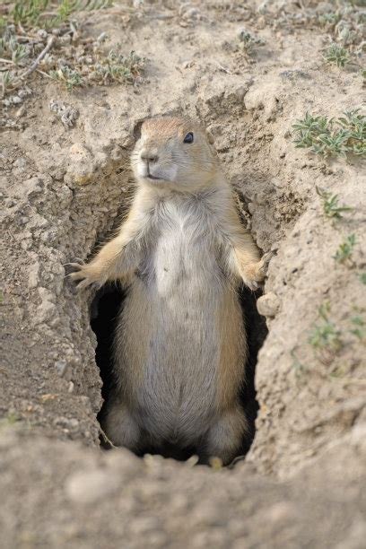 黑尾草原土拨鼠草原土拨鼠洞穴地松鼠自然正面视角褐色野生动物美国洞摄影素材汇图网