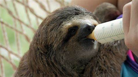Natures Miracle Orphans Baby Sloth Nursed Back To