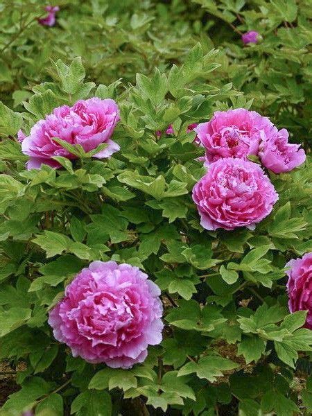 pivoine arbustive juan ye hong paeonia suffruticosa juan ye hong le jardin du pic vert