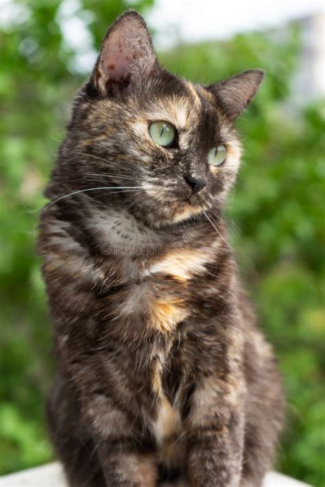 Portrait Of Domestic Tortoiseshell Cat On Nature Background Stock Image