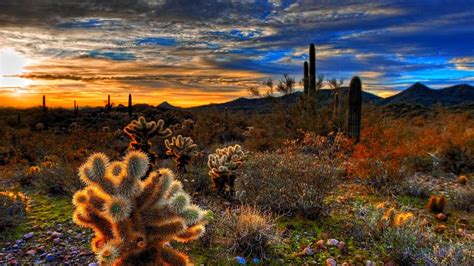 NatBG.com - DESERT BEAUTY Cactus Sunset Sunlight Clouds Sky Plants ...