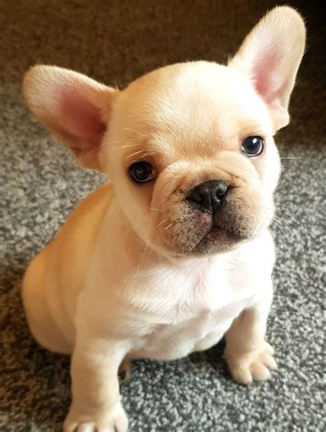 The dog is however still a tan pointed dog on dna and can create tan pointed offsprings or pass down the gene and create a. Buy french bulldog puppies online for affordable price