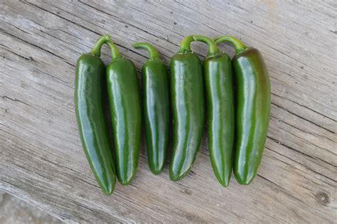 Unique Jalapeno Pepper Treated Seed Seedway