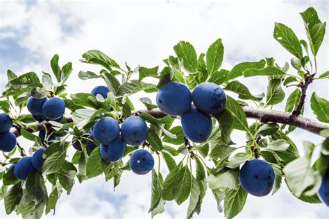 Two plums with a leaf. The Lifespan of a Purple Leaf Plum Tree | eHow