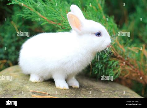 Funny Cute White Rabbit With Blue Eyes Stock Photo Alamy
