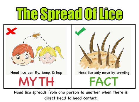 The Spread Of Lice Head Lice Spreads From One Person To Another When