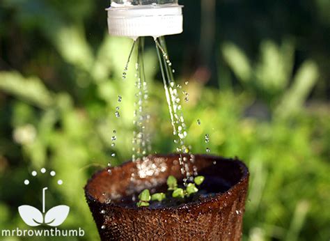 How To Water Small Seeds And Seedlings Mrbrownthumb