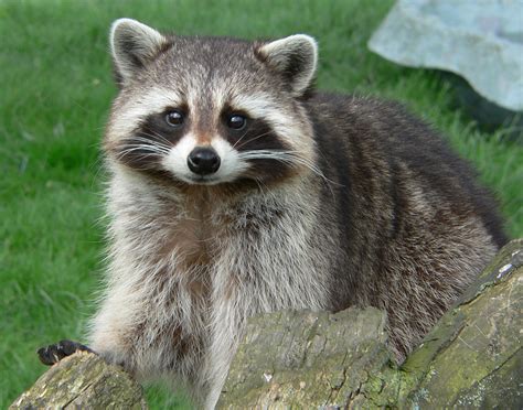 Tennessee State Wild Animal Raccoon