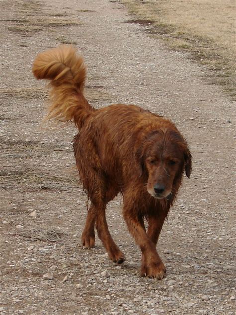 Why buy a golden retriever puppy for sale if you can adopt and save a life? Sad Golden Retriever Dog by FantasyStock on DeviantArt