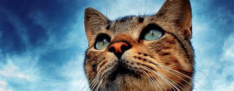 Domestic Shorthair Cat Information Health Pictures And Training Pet Paw