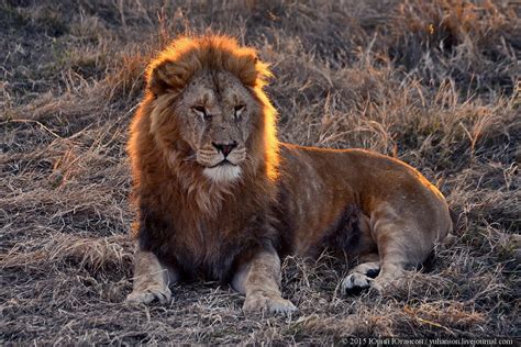 Taigan Lion Park in Crimea Releases Lions into the Wild | English ...