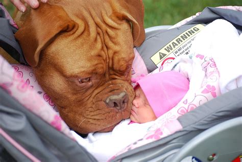 Toddlers, it turns out, share those same opinions. Nap Time for Kids and their Dogs | Cuteness Overflow
