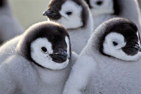 Adorable Alert Check Out These Cute Photos Of Baby And Mama Penguins