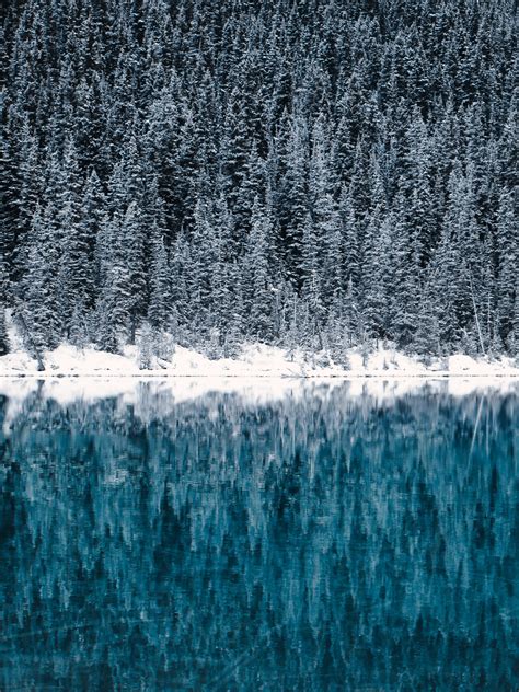 Lake Louise Wallpaper 4k Winter Cold Reflections Pine Trees Frozen