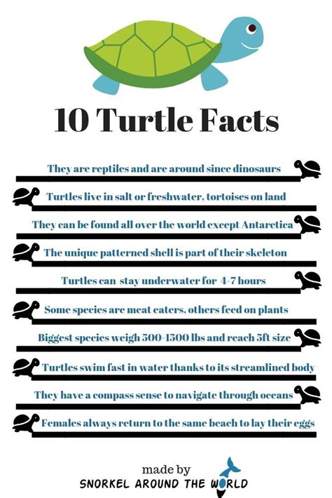 10 Turtle Facts Facts You Need To Know About Sea Turtles Marine