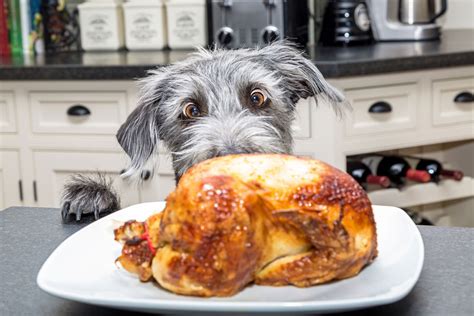 While boiled chicken doesn't sound like something you will be eager to eat, your dog will devour it any chance he gets, and beg for more! Thanksgiving Thoughts - Wells Dog and Cat Hospital