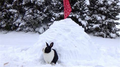 Rabbit Finally Goes Outside In The Snow Part 2 Youtube