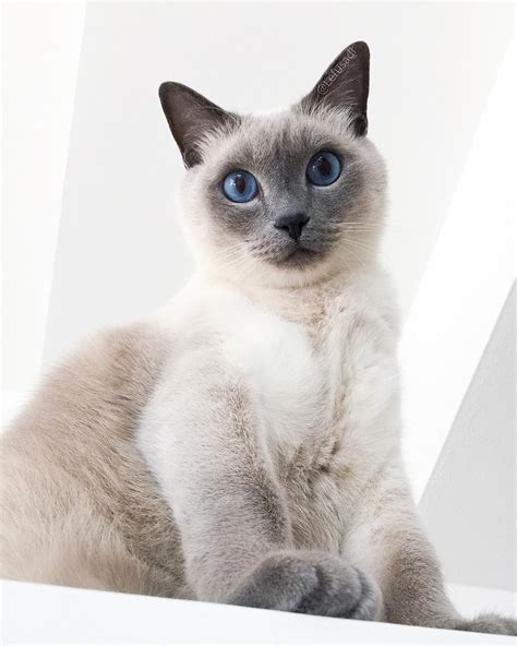 Felippo Blue Point Siamese Cat On Instagram Just To Make Things Clear