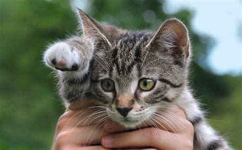 20 Fun Facts You Didnt Know About Tabby Cats