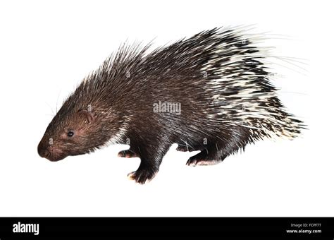 Porcupine Hi Res Stock Photography And Images Alamy