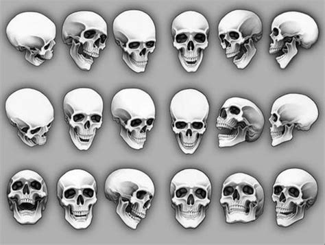 Online Image Editor Skull Reference Skull Art Skulls Drawing