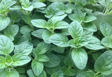 500italian Oregano Seedsoriganum Vulgareheirloom Healthy Tasty Pizza