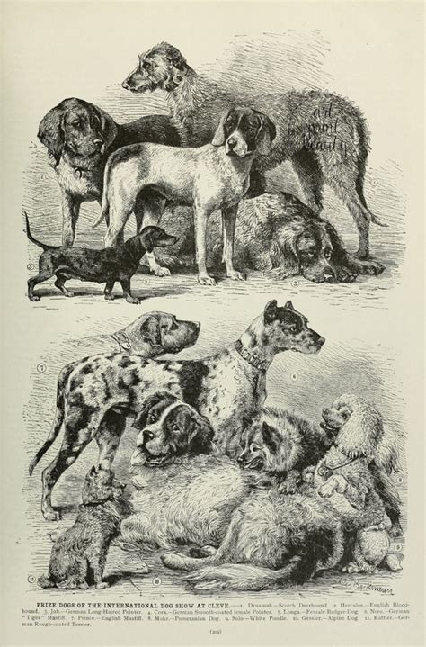 Antique Dog Breeds Print Set Of 2 Dog Types Wall Art Decor Etsy
