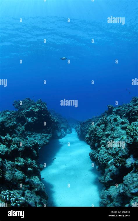 Coral Reef Saipan Northern Mariana Islands Stock Photo Alamy
