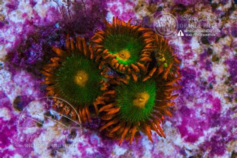 Zoanthus Gatorade In Coral Id The Whitecorals Coral Encyclopedia