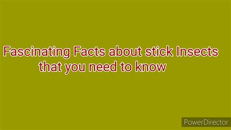 Fascinating Facts About Stick Insects That You Need To Know Youtube