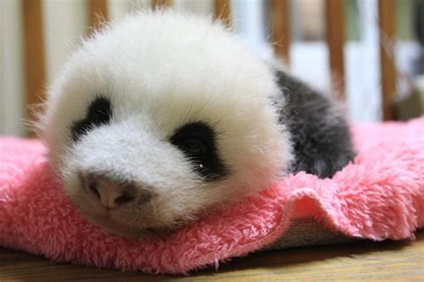 Baby Panda Just Bornomg Baby Panda Panda Bear Panda