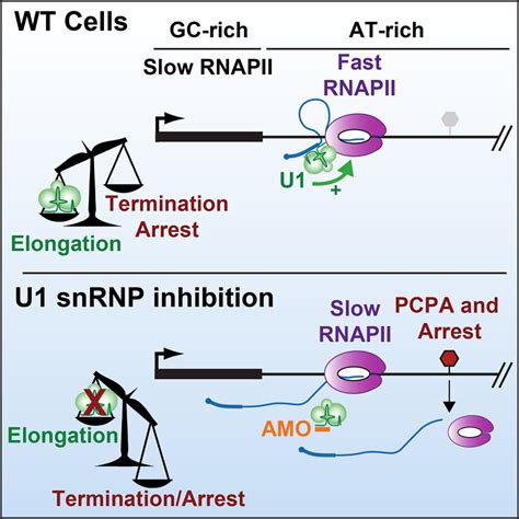 U1 SnRNP Increases RNA Pol II Elongation Rate To Enable Synthesis Of