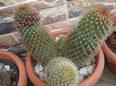 Descubre cómo cuidar un cactus correctamente. ARTE Y JARDINERÍA : Cactus. El desierto en casa