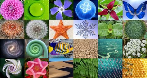 Patterns In Nature The Importance And Examples Terramai