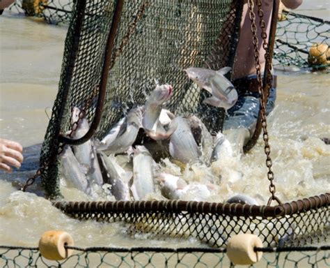 What Is Aquaculture NC State Extension