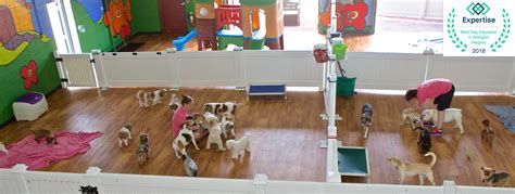 Wee Little Paws Inn Dog Boarding And Daycare For All Dogs 18 At