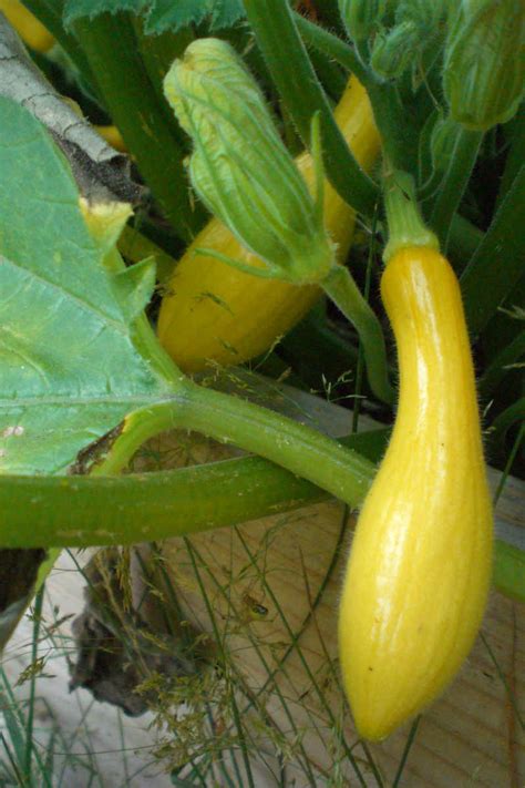 Growing Yellow Squash In Containers And Pots
